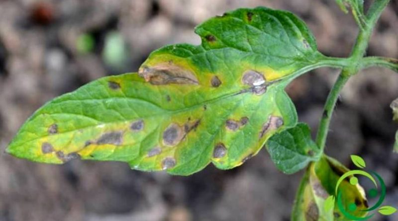 septoria