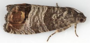Cydia pomonella noce