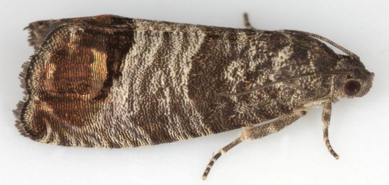 Cydia pomonella noce