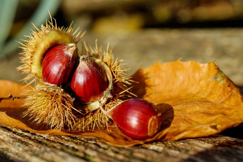 verme delle castagne