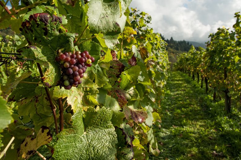 flavescenza dorata cura dei vitigni