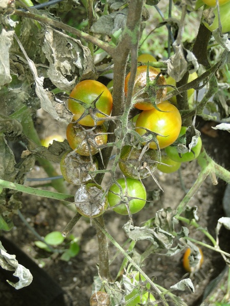 fusariosi delle piante su pomodoro