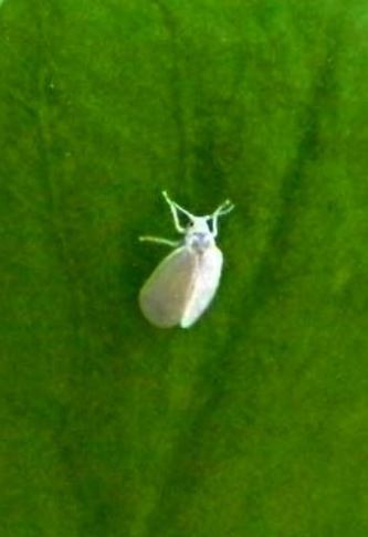 mosca bianca