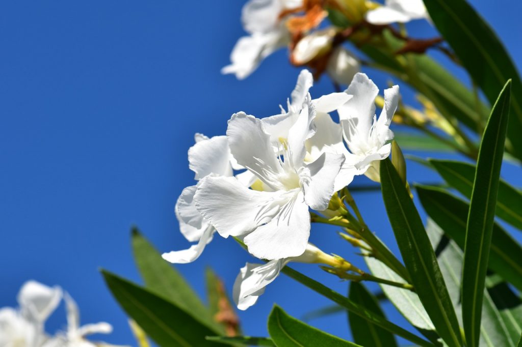 Septoria oleandrina
