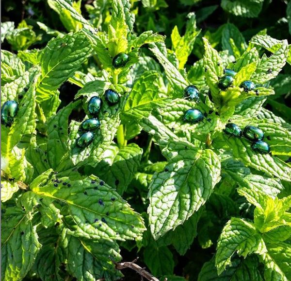 parassiti della menta_crisomela
