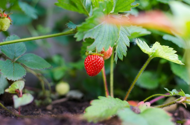 pianta di fragole
