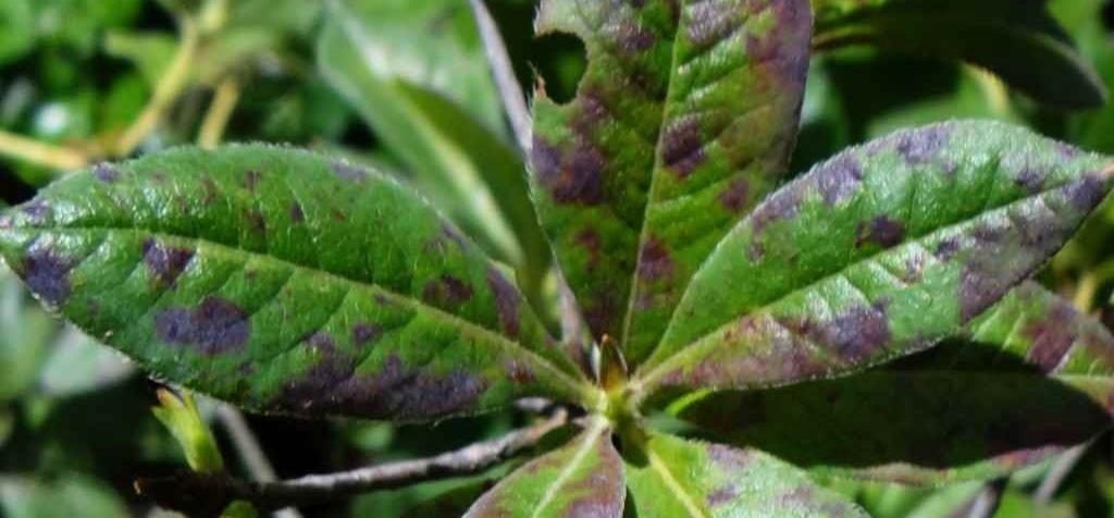 Septoria oleandrina