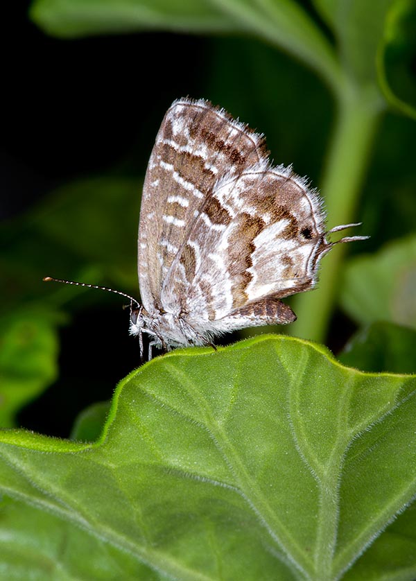 Farfalla del geranio