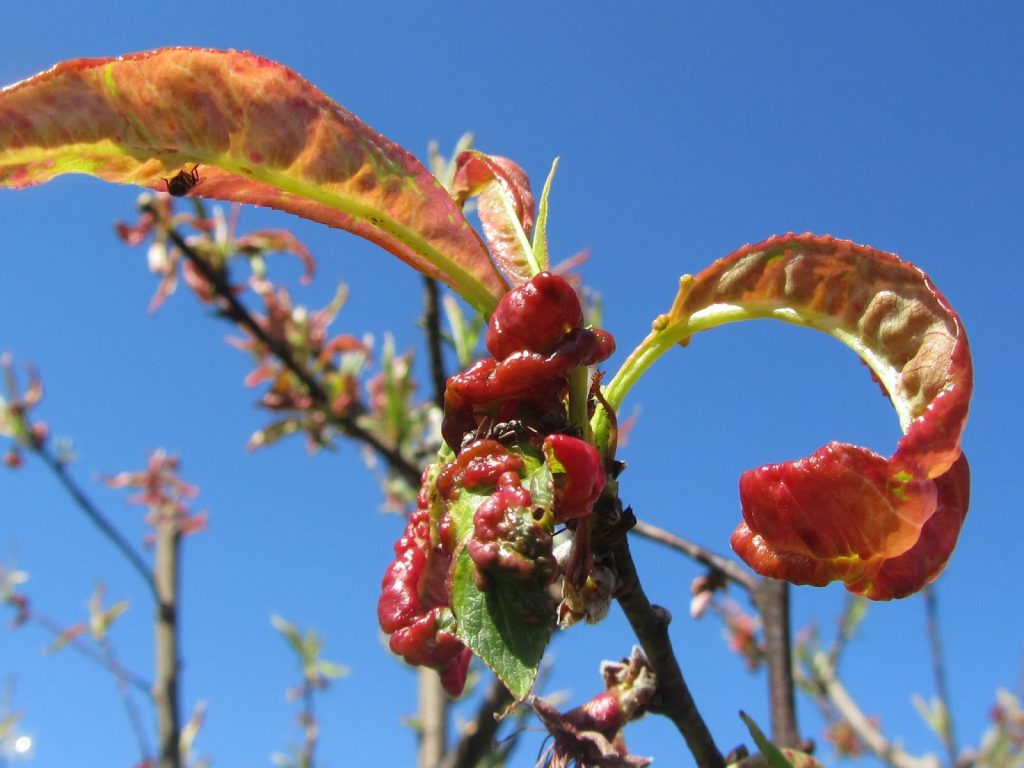 foglie rosse del pesco