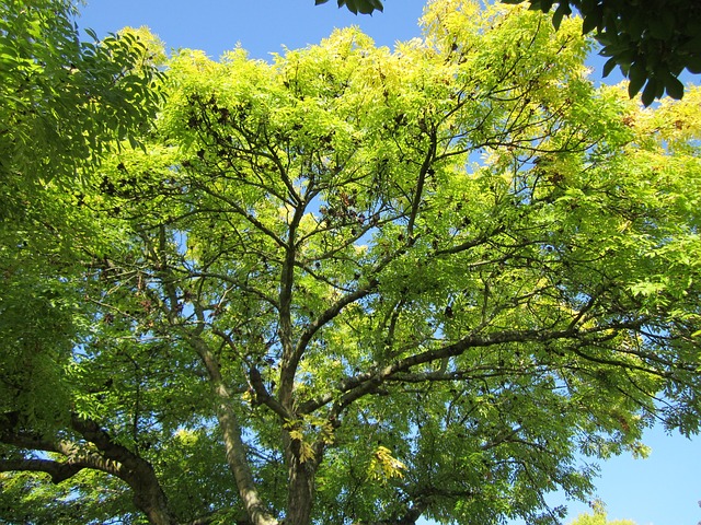 fraxinus excelsior