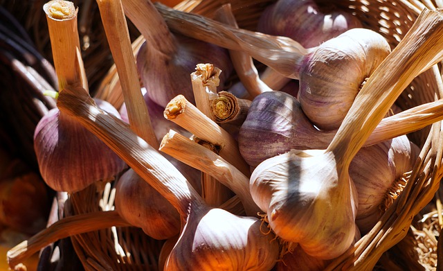 Moscerini Delle Piante E Aglio Un Ottimo Rimedio Naturale