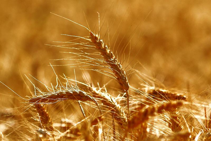 volpatura-del-grano