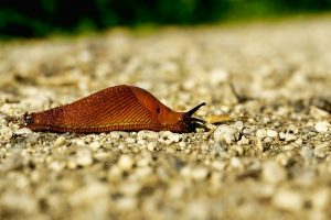 allevamento di limacce