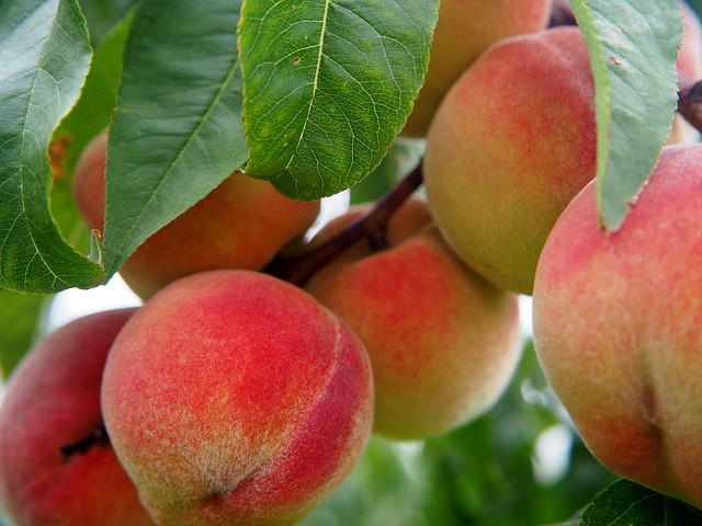 foglie rosse del pesco