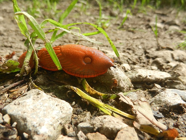 allevamento di limacce