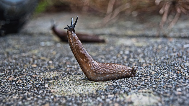 allevamento di limacce