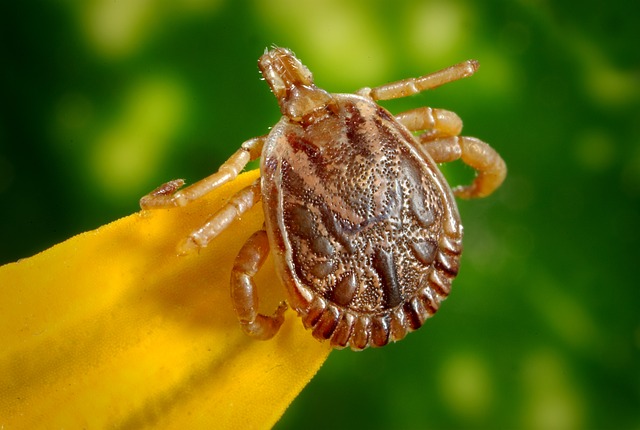 zecche delle piante - dermacentor reticulatus
