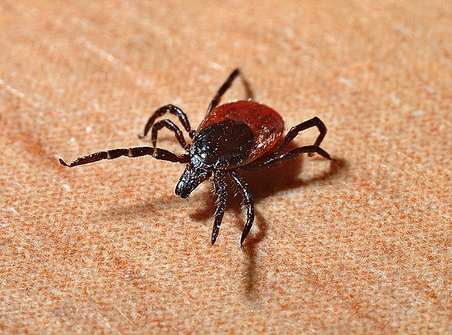 zecche delle piante - ixodes ricinus