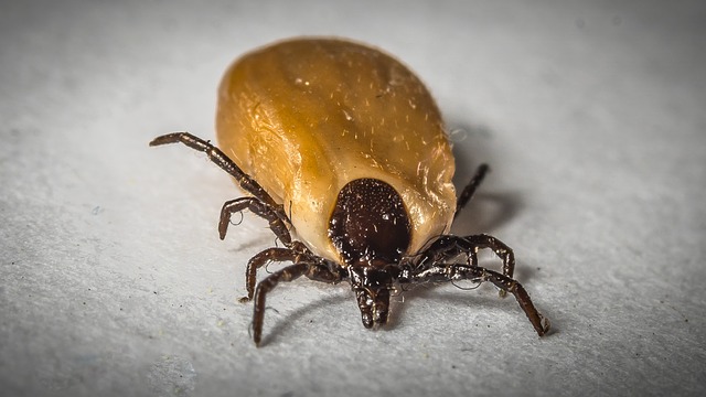zecche delle piante - rhipicephalus sanguineus