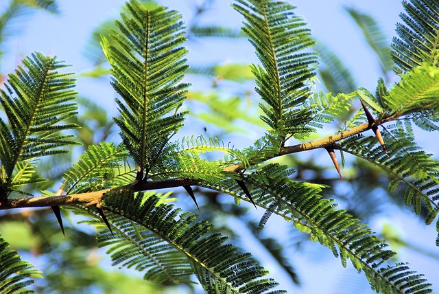 malattie dell'acacia