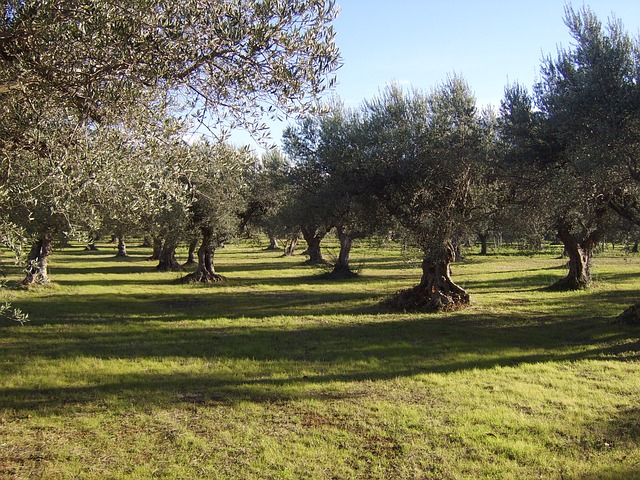 alberi di olivo