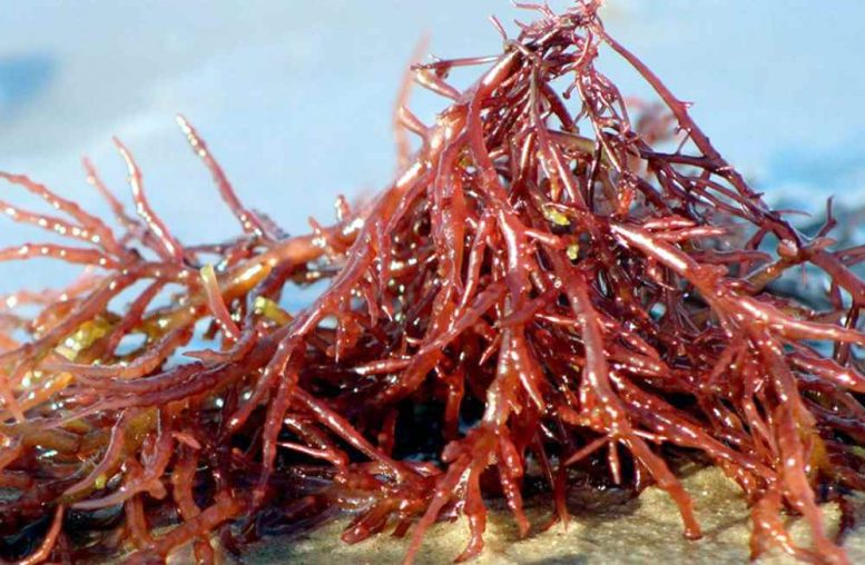 Litotamnio