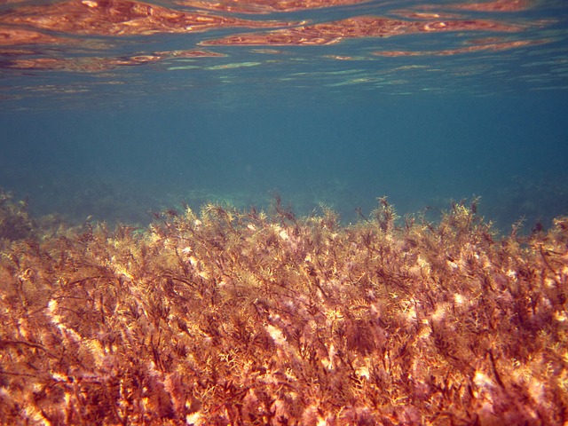 alghe marine