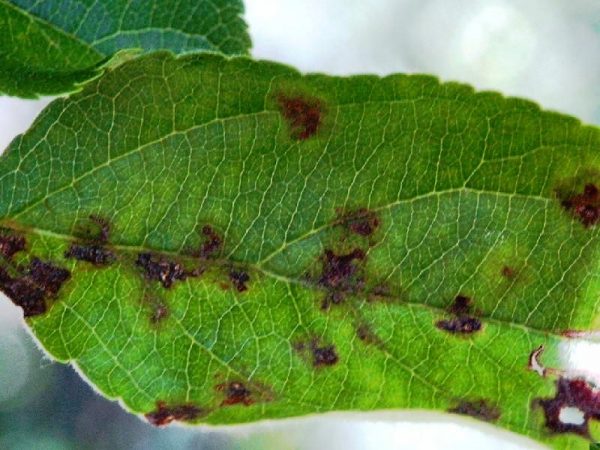 psilla dell'acacia