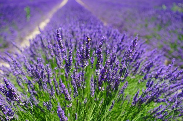 parassiti lavanda parassiti lavanda