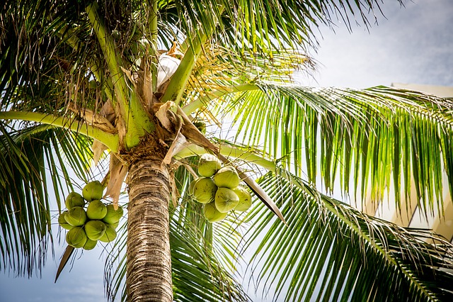 cocco