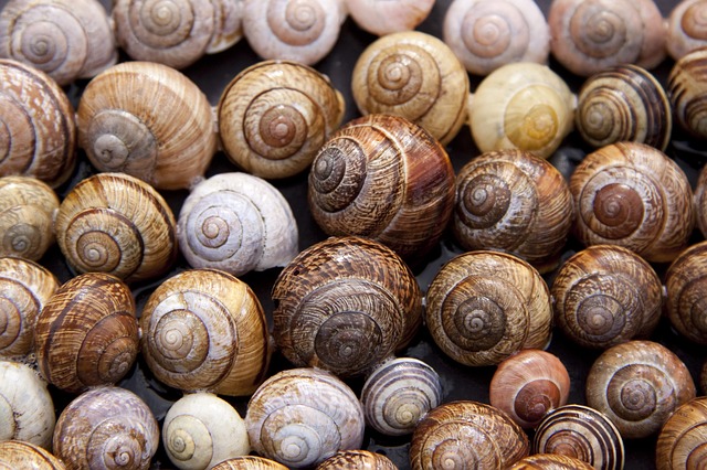 conchiglie di lumache