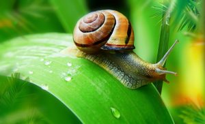elicicoltura