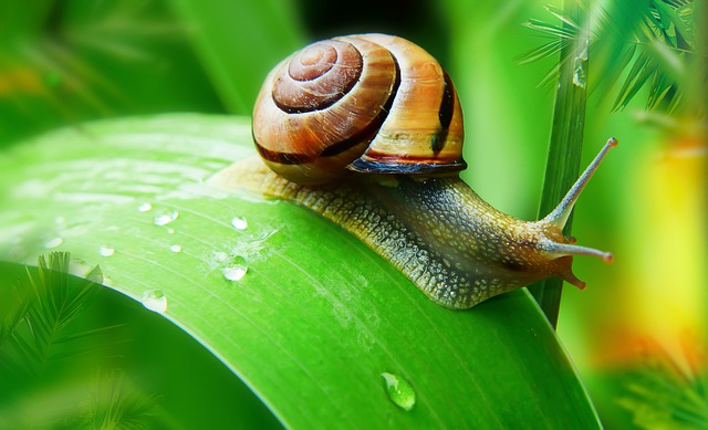elicicoltura