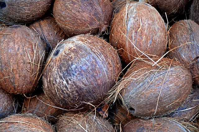 far germogliare un cocco