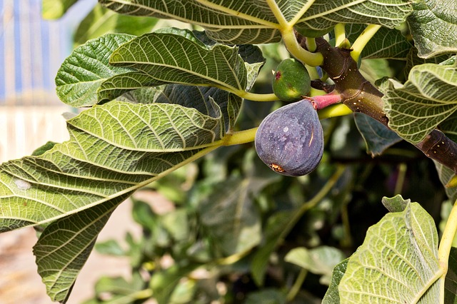 cocciniglia del fico