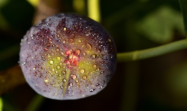 cocciniglia del fico