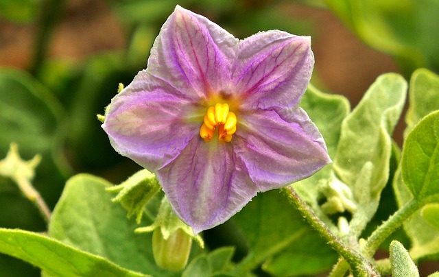 fiore di melanzana