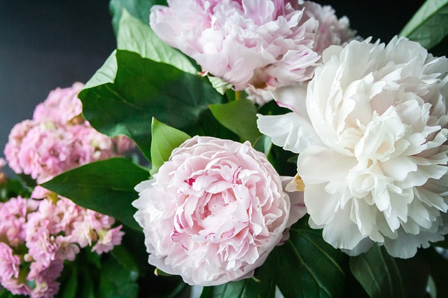 fiori di peonie