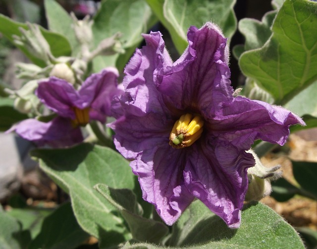 ruggine della melanzana
