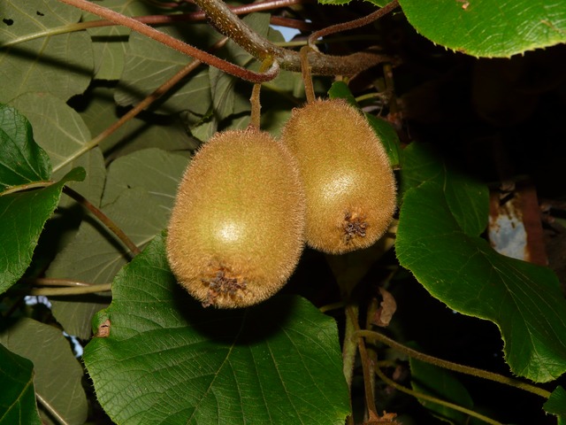 Innesto del kiwi a spacco