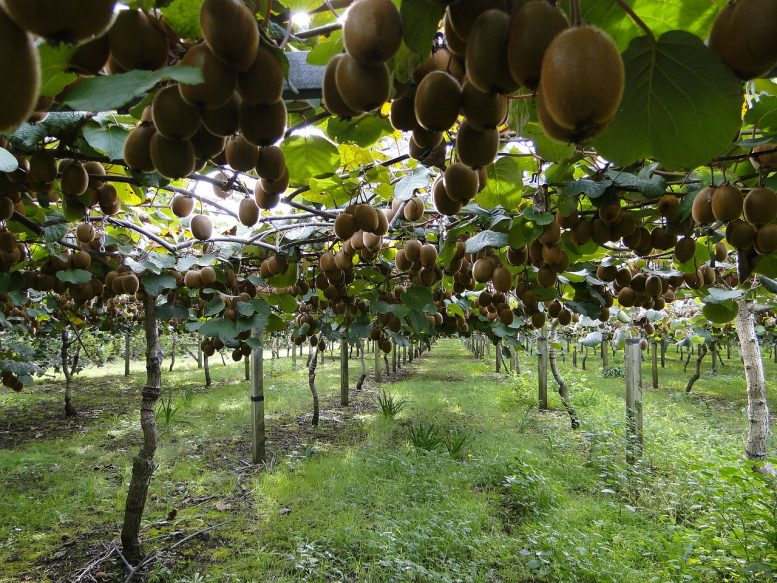 innesto del kiwi