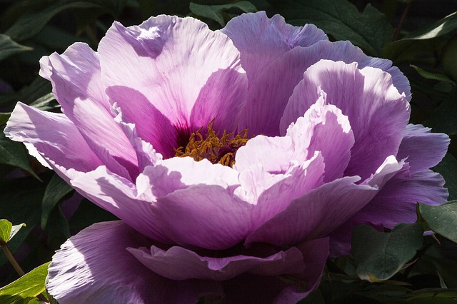 malattie fungine delle peonie