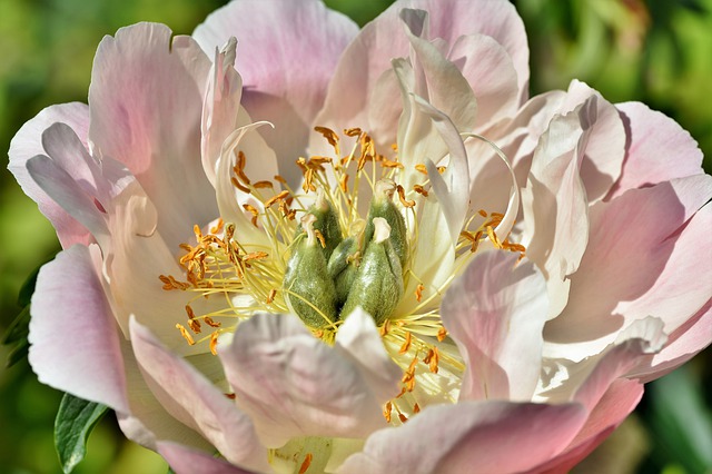 malattie peonie