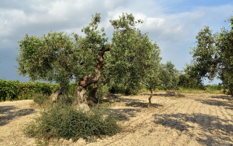 Come propagare l’ulivo