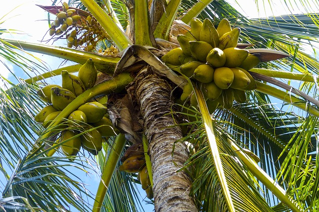 palma da cocco
