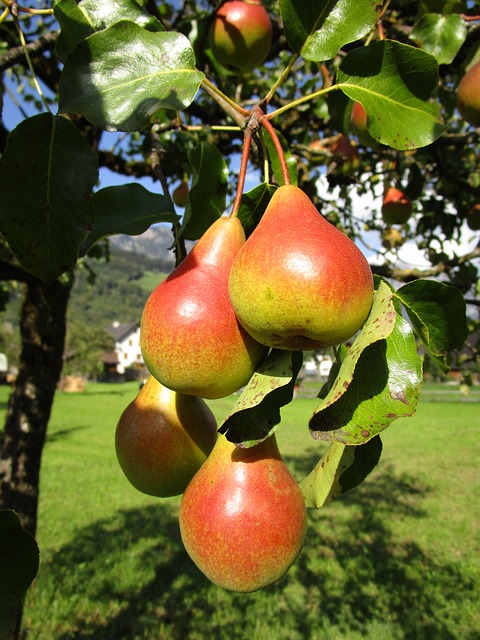 parassiti del pero