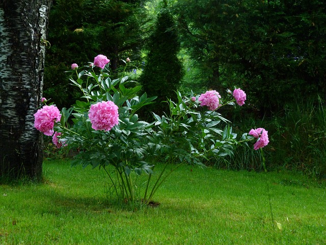 peonie