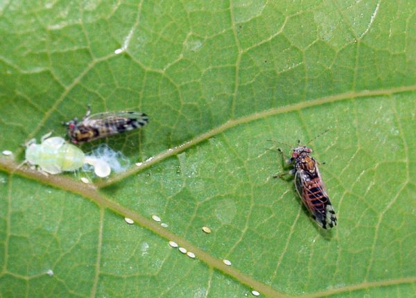 psilla dell'acacia