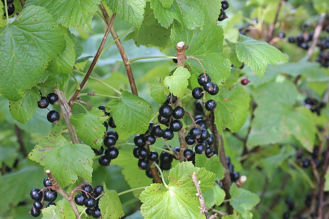 ribes nero