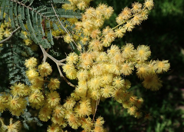 malattie dell'acacia